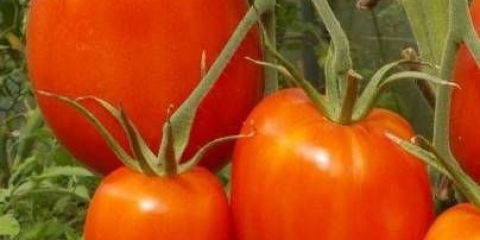 Paradajz od guščjeg jajeta: recenzije, fotografije, prinos